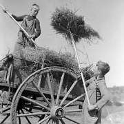 Boys at Northcote Training Farm school, Glenmore, forking hay into a cart